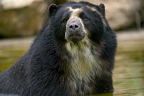 Spectacled Bear (Tremarctos ornatus) portrait, native to South America