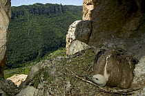 Griffon Vulture (Gyps fulvus) juvenile in cliff nest, Tarn Gorge, Cevennes National Park, Grands Causses, France