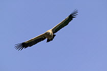 Griffon Vulture (Gyps fulvus) flying, Cevennes National Park, Grands Causses, France