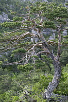 Scotch Pine (Pinus sylvestris) forest, Grands Causses, Cevennes National Park, France