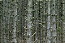 Pine (Pinus sp) forest, Grands Causses, Cevennes, France