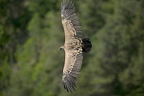 Griffon Vulture (Gyps fulvus) flying, Cevennes National Park, Grands Causses, France