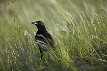 Common Raven (Corvus corax) in tall grass, Grands Causses, Cevennes National Park, France