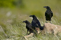 Common Raven (Corvus corax) perched on sheep carcass, Grands Causses, Cevennes National Park, France