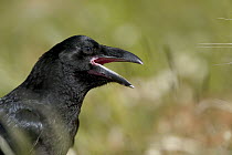 Common Raven (Corvus corax) calling, Grands Causses, Cevennes National Park, France