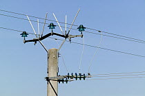 Protection against electrocution, for big birds like vultures, France