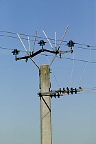 Protection against electrocution, for big birds like vultures, France