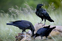 Common Raven (Corvus corax) trio scavenging sheep carcass, Grands Causses, Cevennes National Park, France