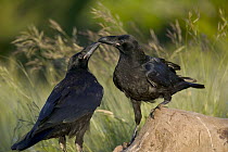 Common Raven (Corvus corax) on sheep carcass, Grands Causses, Cevennes National Park, France