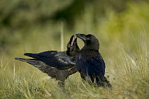 Common Raven (Corvus corax) courtship ritual female mimics fledgling and is fed by male suitor, Grands Causses, Cevennes National Park, France