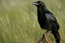 Common Raven (Corvus corax) portrait, Grands Causses, Cevennes National Park, France
