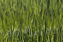 Wheat field, Yonne, France