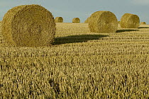 Bales of grain at harvest time, Picardie, France