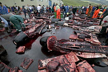 Long-finned Pilot Whale (Globicephala melas) subsistence hunting, 150 harvested, Faroe Islands