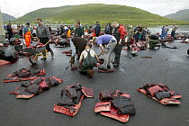 Long-finned Pilot Whale (Globicephala melas) subsistence hunting, 150 harvested, Faroe Islands