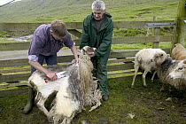 Domestic Sheep (Ovis aries) shearing, Streymoy Island, Faroe Islands