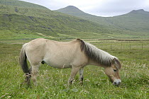 Domestic Horse (Equus caballus) grazing, Faroe Islands