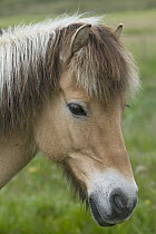 Domestic Horse (Equus caballus) portrait, Faroe Islands