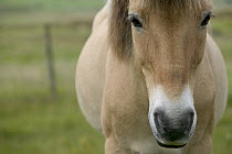 Domestic Horse (Equus caballus) portrait, Faroe Islands