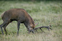Red Deer (Cervus elaphus) male rubbing antlers in grass during autumn rutting season, Denmark