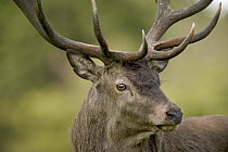 Red Deer (Cervus elaphus) stag portrait, Denmark