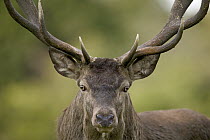Red Deer (Cervus elaphus) stag portrait, Denmark