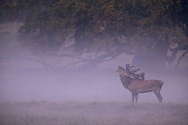 Red Deer (Cervus elaphus) stag bugling at sunrise autumn rutting season, Denmark
