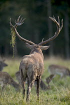 Red Deer (Cervus elaphus) stag backside, Denmark