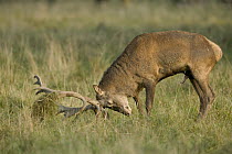 Red Deer (Cervus elaphus) stag rubbing antlers in grass during autumn rutting season, Denmark