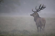 Red Deer (Cervus elaphus) stag in morning fog during autumn rutting period, Denmark
