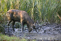 Red Deer (Cervus elaphus) stag in mud during autumn rutting season, Denmark