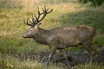 Red Deer (Cervus elaphus) stag covered in mud during autumn rutting season, Denmark