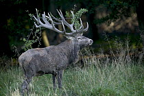 Red Deer (Cervus elaphus) stag with antlers covered in foliage during autumn rutting season, Denmark
