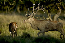 Red Deer (Cervus elaphus) stag and doe in autumn rutting season, Denmark