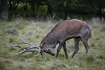 Red Deer (Cervus elaphus) stag rubbing antlers on ground during autumn rutting season, Denmark