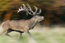 Red Deer (Cervus elaphus) stag running, Denmark