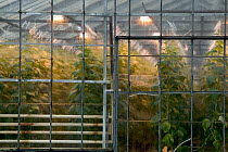 Cucumbers, tomatoes and roses growing in greenhouse heated by geothermal hot spring, Hveragerdi, Iceland