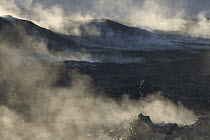 Steaming lava field still hot after the last eruption in 1984, Iceland