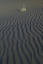 Ripples in desert sand, central Iceland