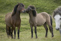 Domestic Horse (Equus caballus) pair interacting, central Iceland
