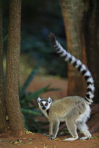 Ring-tailed Lemur (Lemur catta) portrait, vulnerable, Madagascar