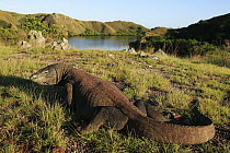 Komodo Dragon (Varanus komodoensis) laying in the grass, vulnerable, Rinca Island, Komodo National Park, Indonesia