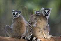 Ring-tailed Lemur (Lemur catta) two adults and a baby, vulnerable, Berenty Private Reserve, Madagascar