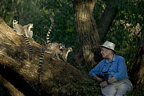 Ring-tailed Lemur (Lemur catta) primatologist Allison Jolly with four lemurs, vulnerable, Berenty Private Reserve, Madagascar