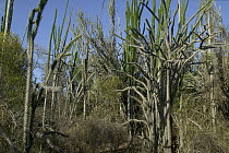 Madagascan Ocotillo (Alluaudia procera) forest in the Spiny Desert, Berenty Private Reserve, Madagascar