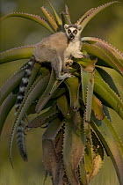 Ring-tailed Lemur (Lemur catta) eating Aloe (Aloe vahombe) vulnerable, Berenty Private Reserve, Madagascar
