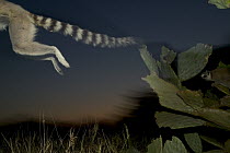 Ring-tailed Lemur (Lemur catta) leaping from a cactus, vulnerable, Berenty Private Reserve, Madagascar
