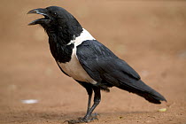 Pied Crow (Corvus albus) calling, Berenty Private Reserve, Madagascar