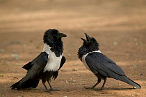 Pied Crow (Corvus albus) pair interacting, Berenty Private Reserve, Madagascar