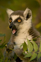 Ring-tailed Lemur (Lemur catta) calling, vulnerable, Berenty Private Reserve, Madagascar